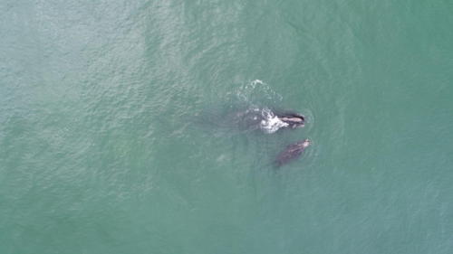 Right whale Halo and calf